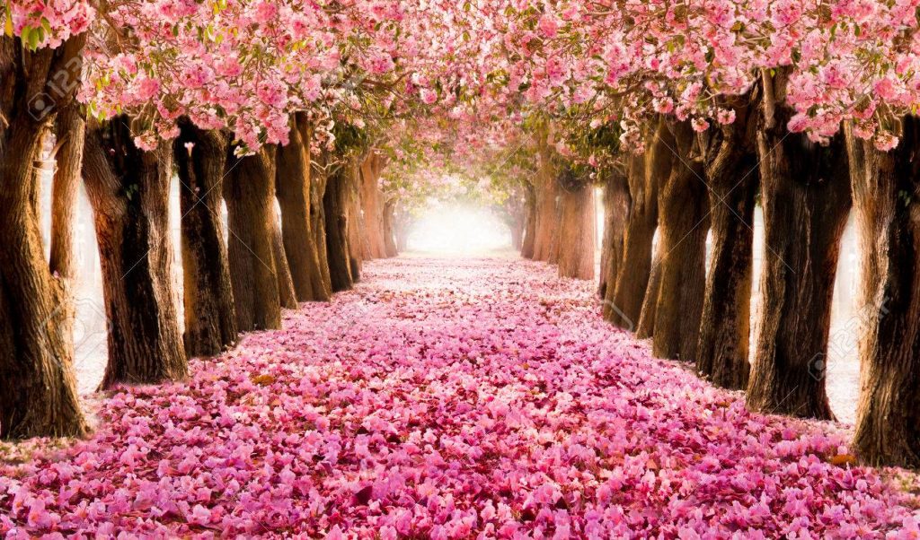 78917040 falling petal over the romantic tunnel of pink flower trees romantic blossom tree over nature backgr