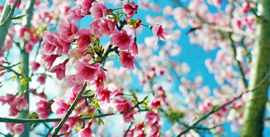cherry blossom 01