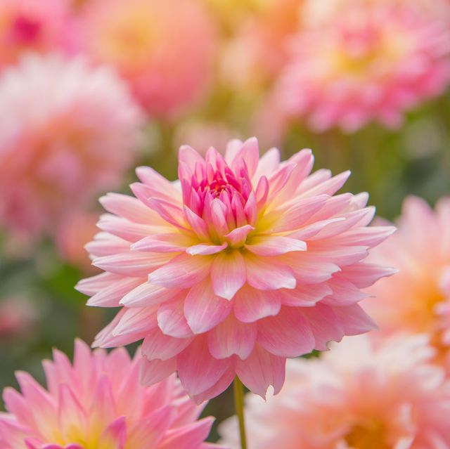 colorful of dahlia pink flower in beautiful garden royalty free image 825886130 1554743243