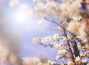 nocanvas geleneksel tipta ilkbahar arinma ve yenilenme mevsimi